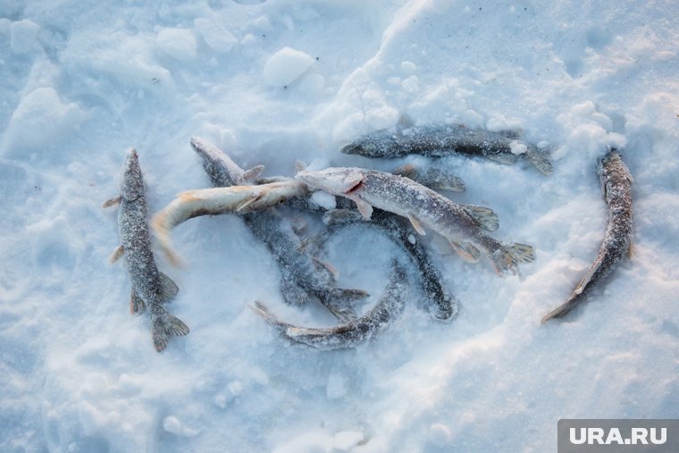 «Размер имеет значение»: о ловле рыбы зимой и летом рассказала URA.RU ямальская рыбачка Иванова. Видео