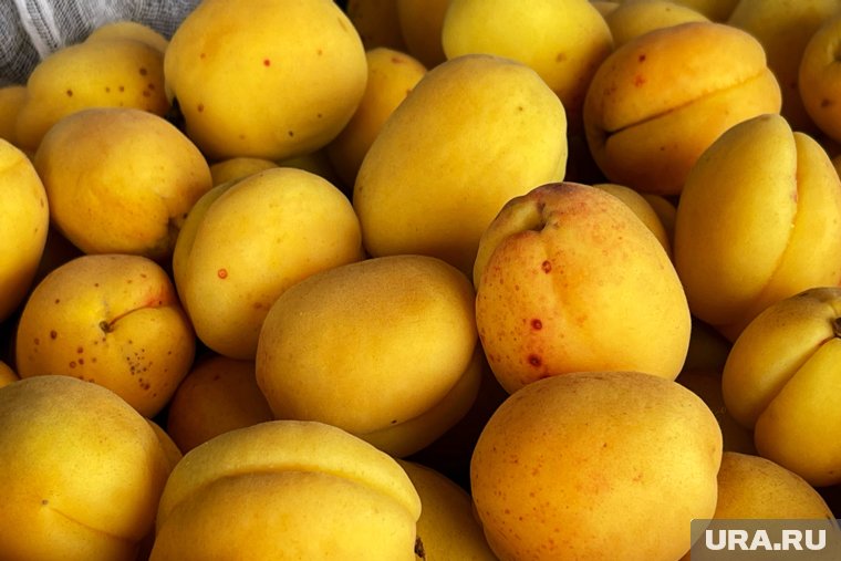 Капуста, арбузы и абрикосы: почему в Курганской области запретили ввоз тонны фруктов и овощей