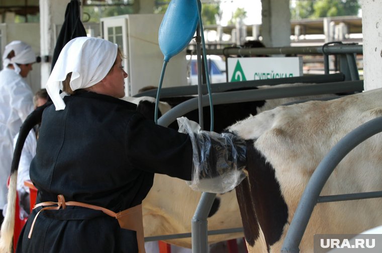 Челябинские ветеринары стали зарабатывать в 1,5 раза больше
