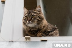 Как защитить кошку от падения из окна: советы ветеринара