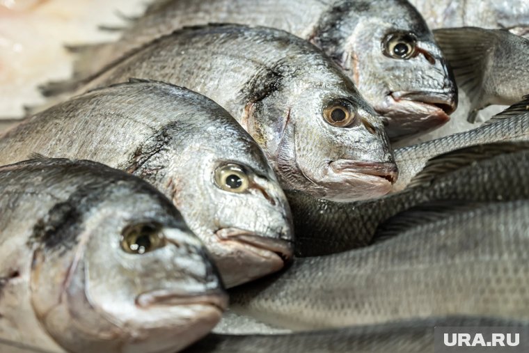 В Кургане подорожала рыба, но подешевели овощи и фрукты. Инфографика