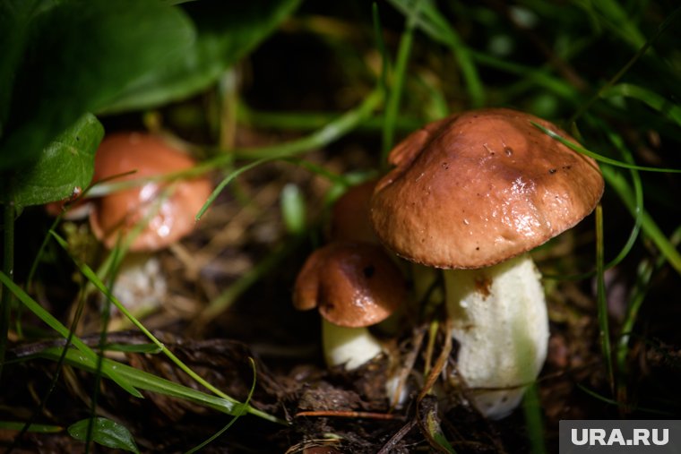 Как солить и мариновать маслята: рецепты и советы диетолога