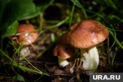 Как солить и мариновать маслята: рецепты и советы диетолога