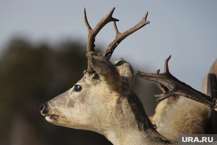 Зомби-косулю заметили в Курганской области. Видео