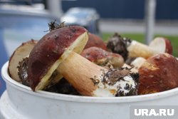 Как солить и мариновать белые грибы: рецепты и советы диетолога