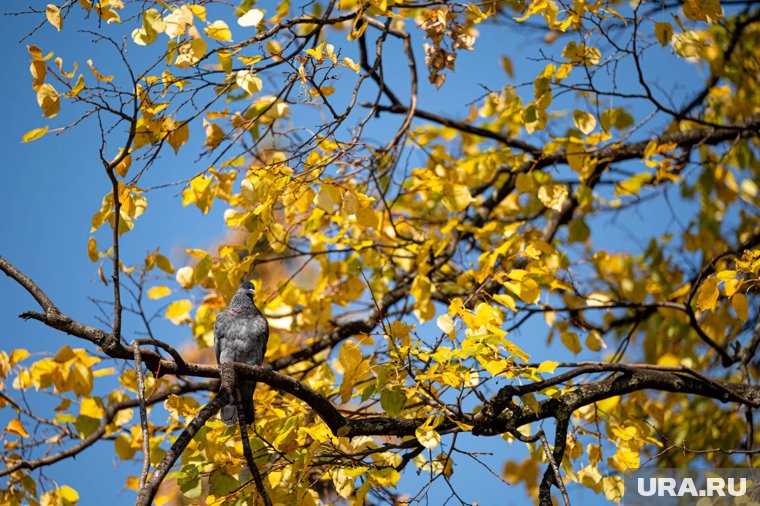 Народные приметы на 9 октября 2025: что нельзя делать в день Иоанна Богослова