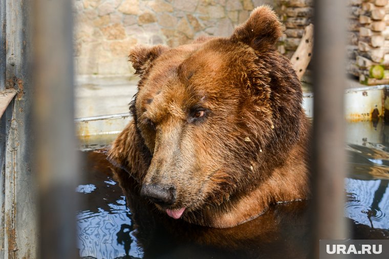 Медведь напал на туристку на Камчатке