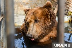 Медведь напал на туристку на Камчатке