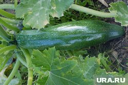 Почему гниют кабачки и как их спасти: советы опытного садовода