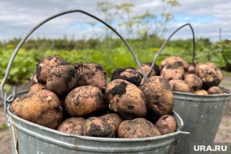 Курганцы похвастались урожаем картошки излишки которой продают дороже, чем в магазине. Фото