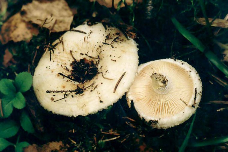 Как солить и мариновать грузди: рецепты и советы диетолога