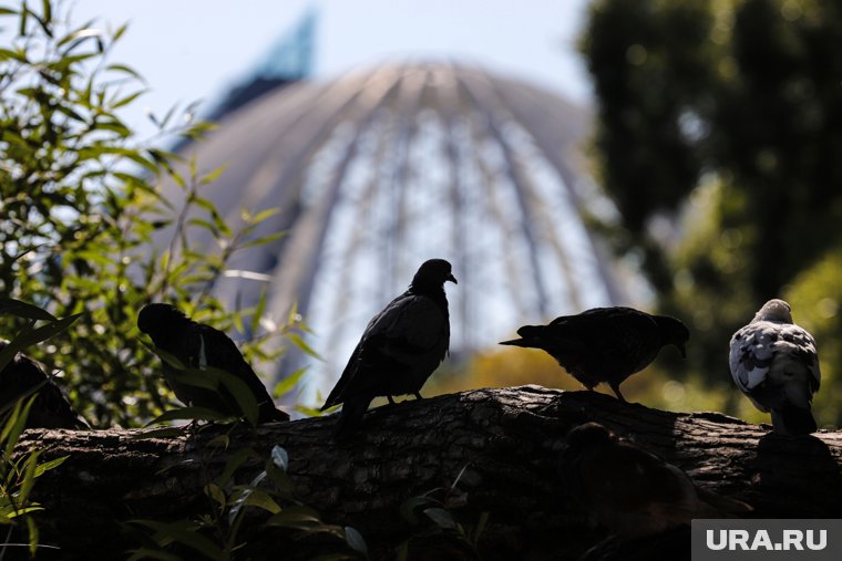 Екатеринбург захватывает новый тренд — «охота» на птиц. Видео