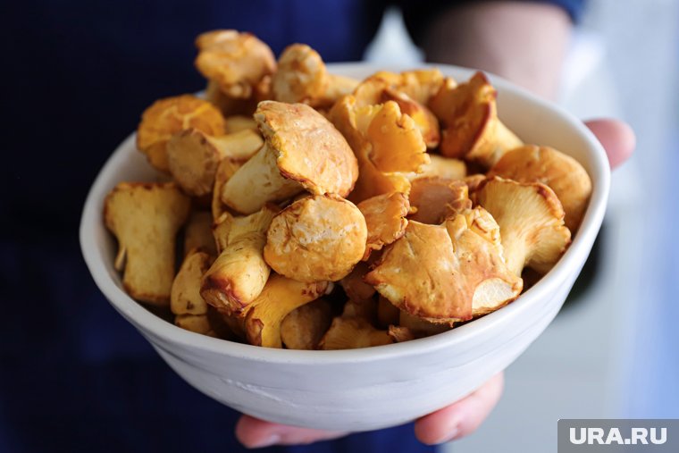 В челябинских лесах начали собирать лисички. Фото