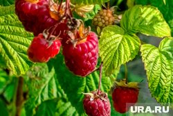 Листья малины стали желтыми: 8 причин и как спасти урожай