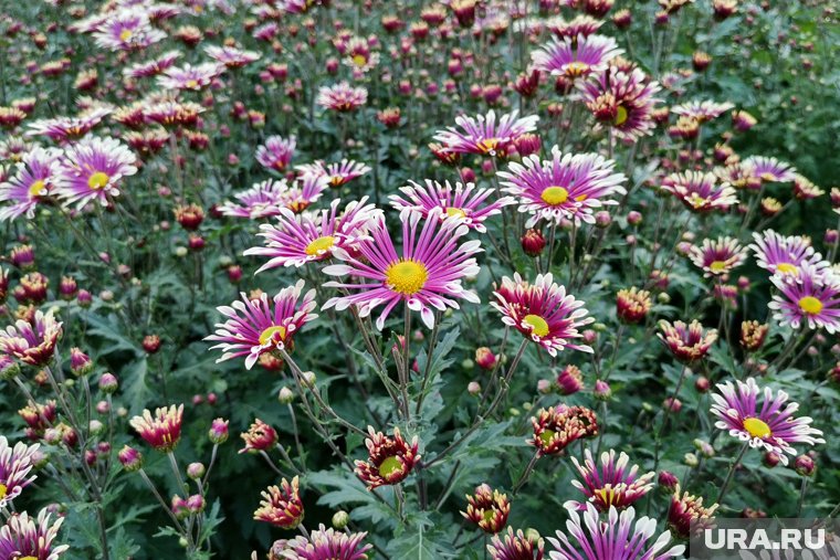 Как правильно обрезать многолетники осенью: полная инструкция