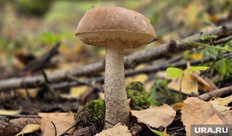 Подберезовики пошли: как отличить, где собирать и топ-5 необычных рецептов