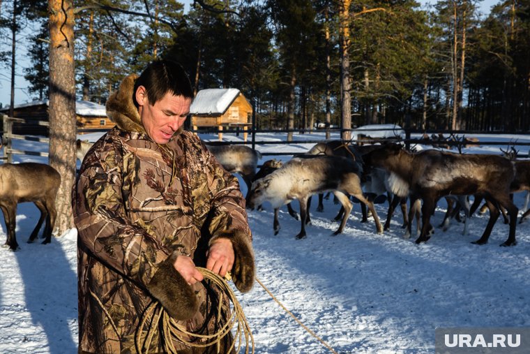 Суд встал на сторону чиновников, которым пришлось пересчитывать ямальских оленей в тундре. Инсайд