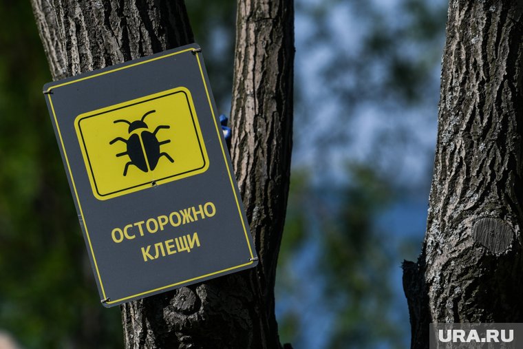 Полынь и чеснок: россиянам перечислили народные методы борьбы с клещами