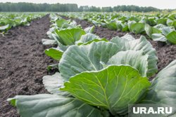 Как сажать капусту по лунному календарю в 2025 году