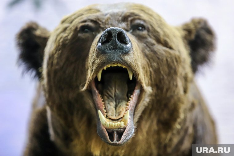 Медведь ворвался в школу на Камчатке и напал на людей: детали инцидента