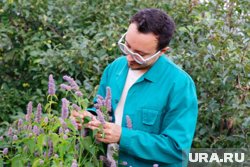 Как поднять иммунитет: травник назвал курганские растения, которые спасут от осенней хандры