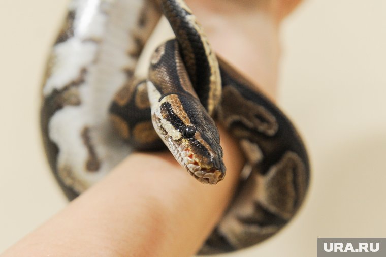 Топ-10 самых ядовитых змей в России: в каких регионах водятся и как защититься