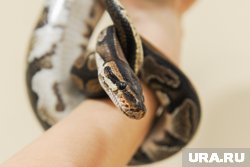 Топ-10 самых ядовитых змей в России: в каких регионах водятся и как защититься