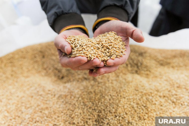 В Челябинской области собрали первый миллион тонн пшеницы