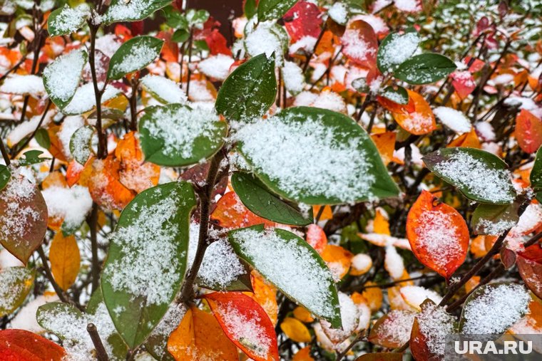 В Кургане во второй половине октября выпадет снег. Скрин