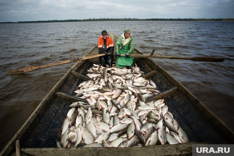 «Доводят до банкротства»: власти Ямала требуют от рыбацкой общины в ЯНАО вернуть бюджетные миллионы