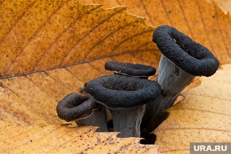 Мрачная, но вкусная: чем полезна и опасна черная лисичка