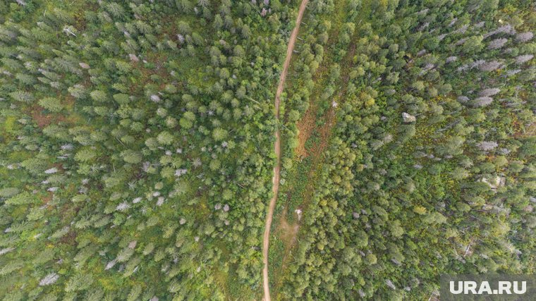 Грибы, ягоды и здравый смысл: как подготовиться к прогулке по лесу и что точно нельзя там делать