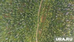 Грибы, ягоды и здравый смысл: как подготовиться к прогулке по лесу и что точно нельзя там делать