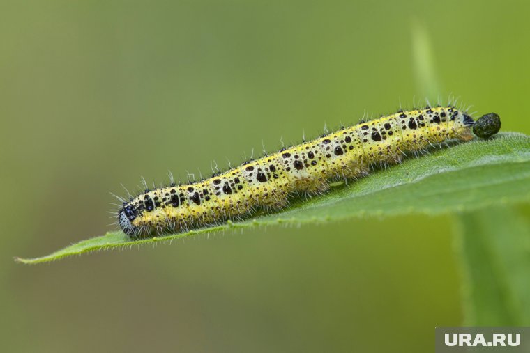 Гусеницы на капусте: как бороться с вредителями