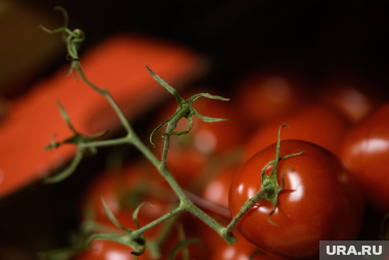 От классики до экспериментов: рецепты вкусных заготовок из томатов
