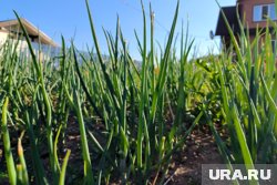 Когда собирать лук и зачем плести луковые косы: советы садовода