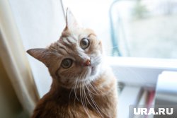 Как понять, что кот заболел — объясняет ветеринар