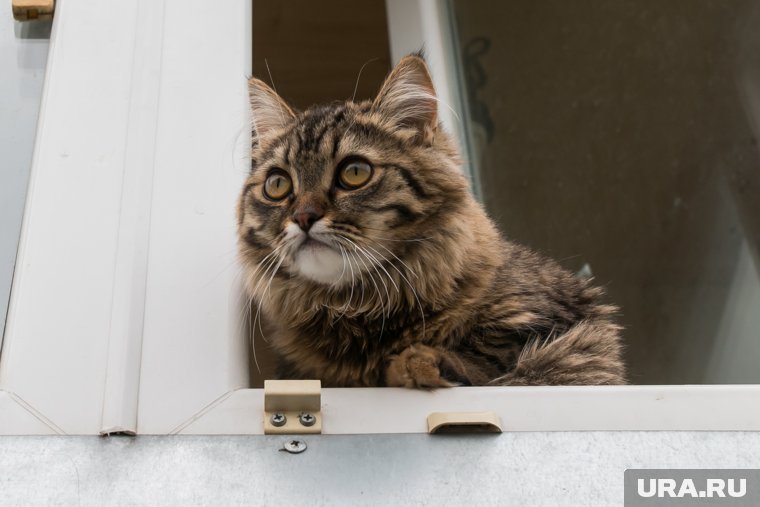 Россиян будут штрафовать за плохое содержание домашних животных