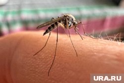 В Шри-Ланке завелись комары, переносящие опасный вирус