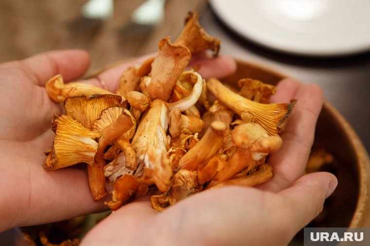 Грибной сезон 2025: когда и какие грибы можно собирать, календарь по месяцам