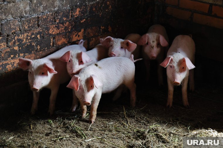 Антисанитария и 176 животных: на курганской ферме нашли ветеринарные нарушения