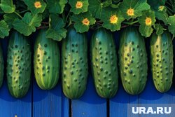 Что делать, чтобы огурцы не горчили: советы садовода