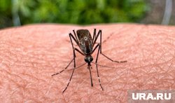 Смертельный вирус, от которого нет вакцины: симптомы и пути заражения китайской лихорадкой Чикунгунья