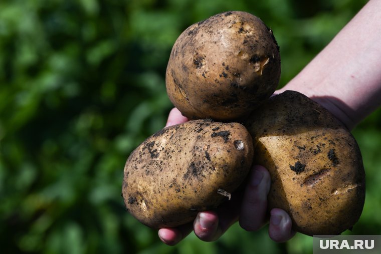 Лукашенко призвал обеспечить картошкой Россию