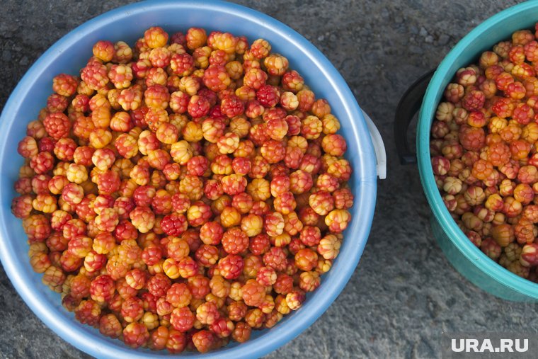 На Ямале начали продавать морошку по запредельной цене