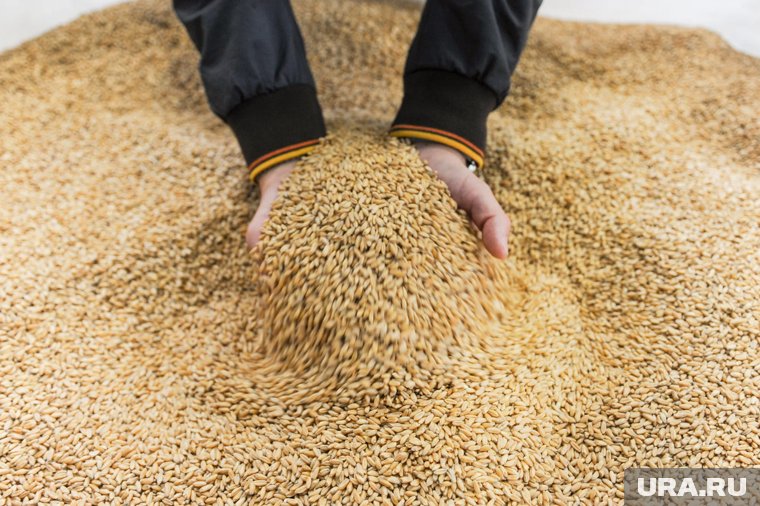 Губернатор Шумков показал, как аграрии собрали миллион тонн зерна. Видео