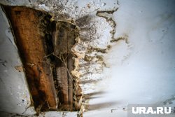 В элитной новостройке в Кургане плесень из подвала поднялась до жилых помещений. Фото