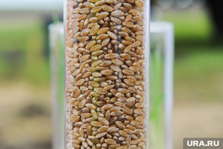 Челябинцы усилят разработку твердых сортов пшеницы