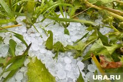 Как защитить помидоры от града летом: советы опытного садовода