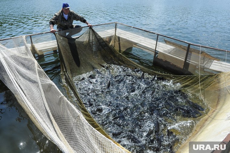«Квоты не сдержат рыболовство»: ученый рассказал, нужно ли вводить жесткие ограничения на вылов ямальской рыбы